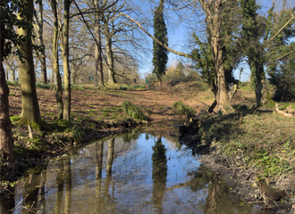 Dead wood removal from the brook