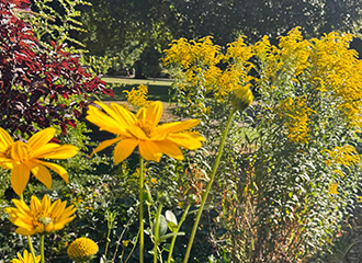 Abington Park in full bloom