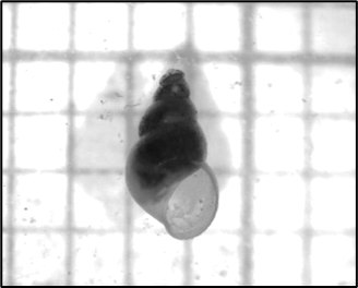 Potamopyrgus antipodarum.