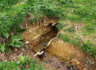 Observations on the Eastern Spring-fed Stream